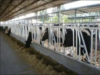 意美特牛頸枷的優勢你知道嗎？